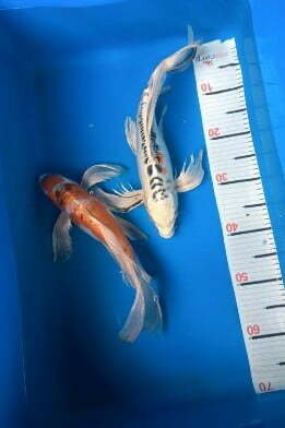 Ikan Koi Slayer 5