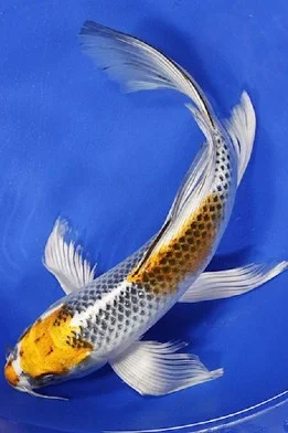 Ikan Koi Slayer