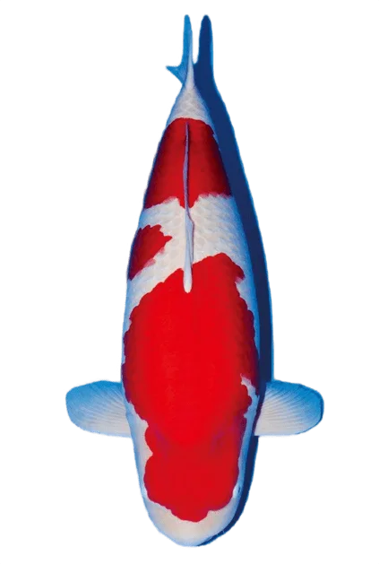 Jual Ikan Koi Kohaku