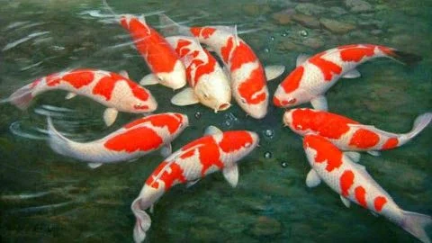Ikan Koi Kohaku