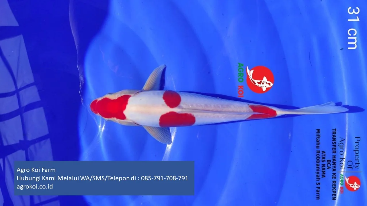 Jual Ikan Koi Kohaku Kabupaten Kediri Terpercaya 085-791-708-791 Bergaransi