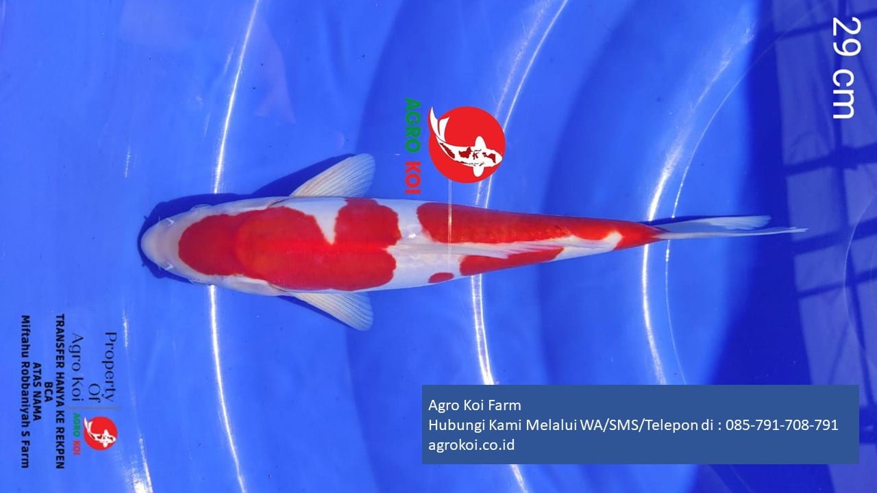 Jual Ikan Koi Kohaku Kota Kediri Terpercaya 085-791-708-791 Bergaransi