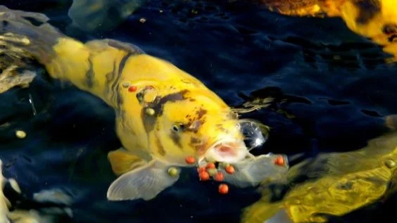 Ikan Koi Utsuri