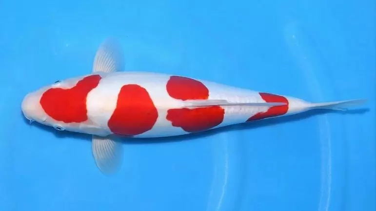 Jual ikan Koi Kohaku