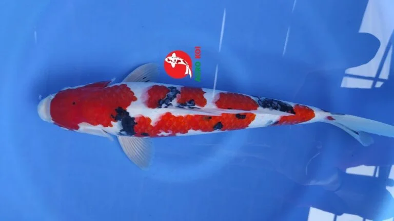 Jual Ikan Koi Sanke
