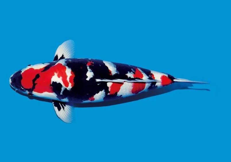 Jual Ikan Koi Showa