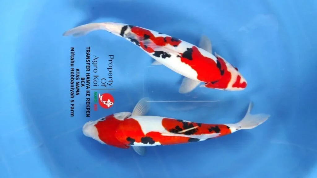Ikan Koi Sanke