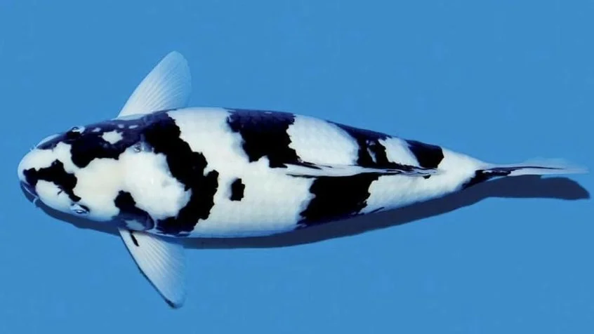 Jual Koi shiro utsuri