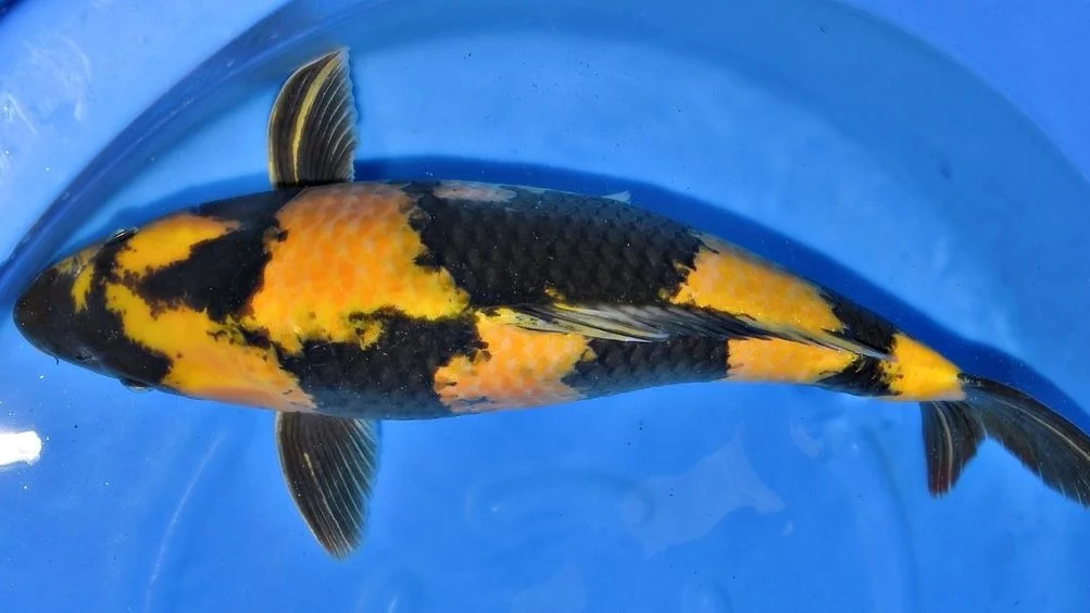 Jual Ikan Koi Utsuri