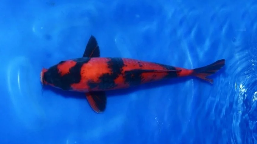 Jual koi Hi utsuri