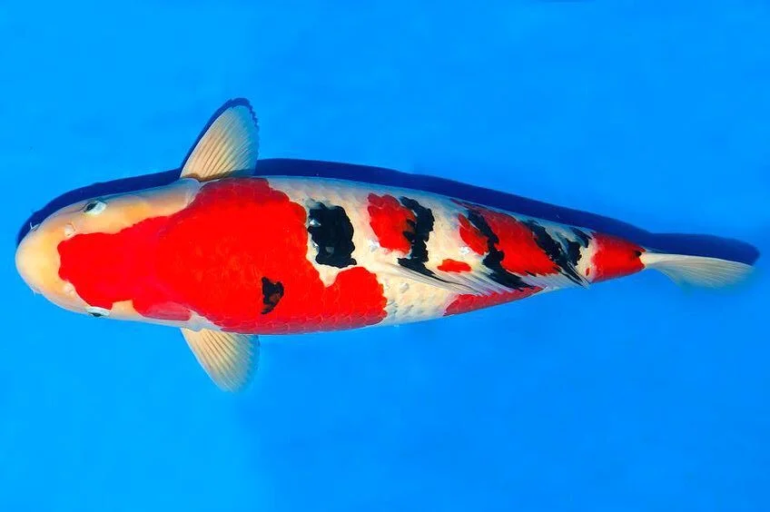 Ikan Koi Sanke