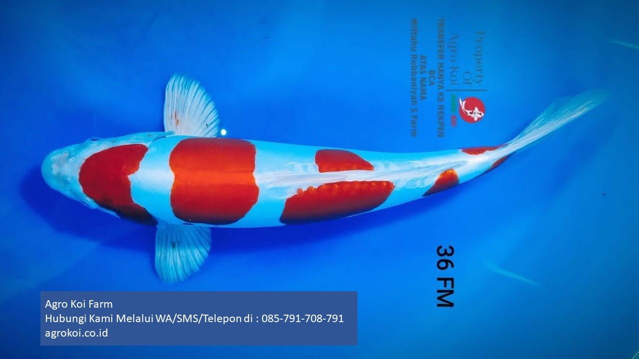 Jual Ikan Koi Kohaku Kabupaten Badung Terpercaya 085-791-708-791 Bergaransi