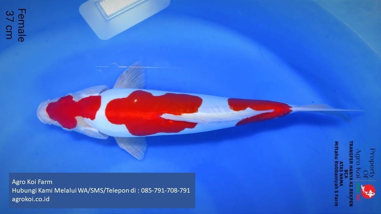 Jual Ikan Koi Kohaku Kabupaten Indramayu Terpercaya 085-791-708-791 Bergaransi