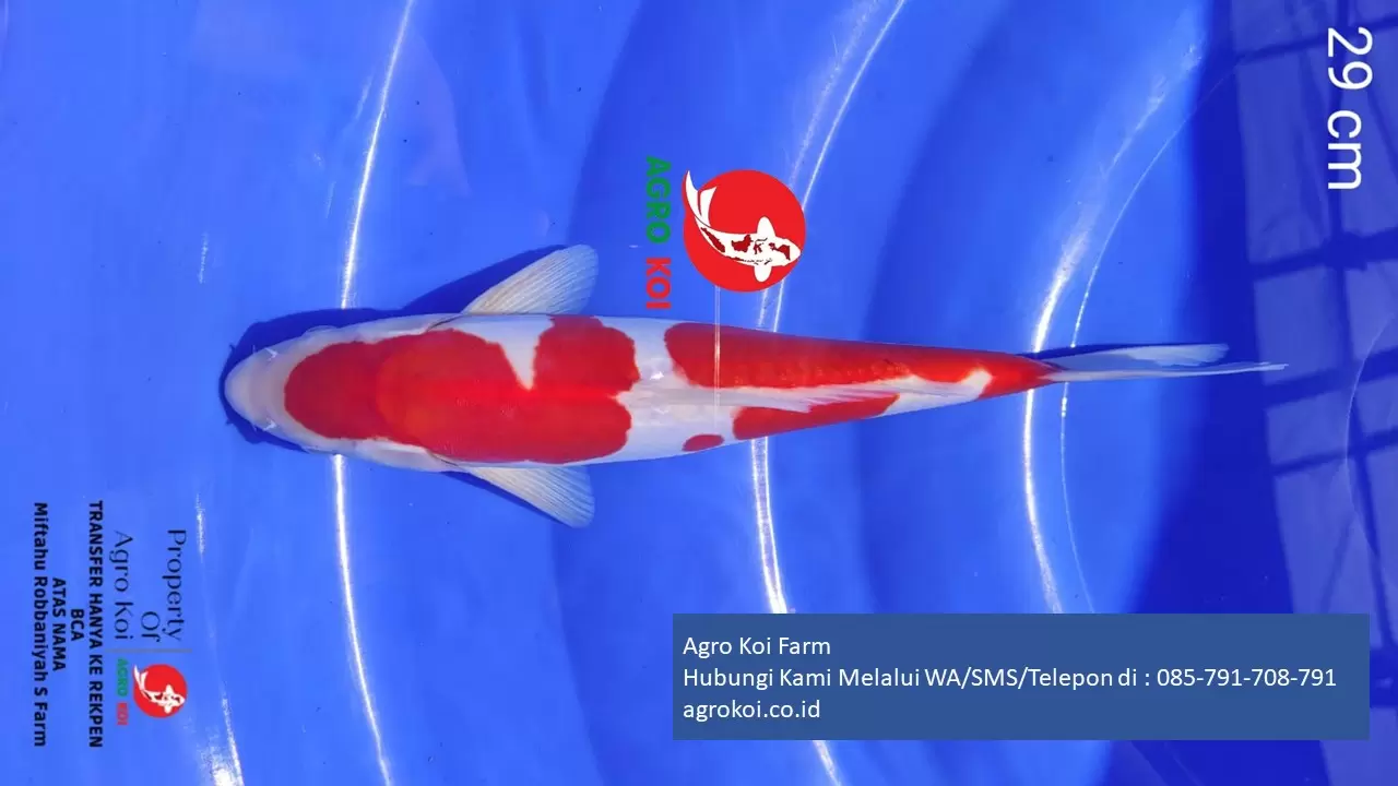 Jual Ikan Koi Kohaku Kabupaten Jembrana Terpercaya 085-791-708-791 Bergaransi