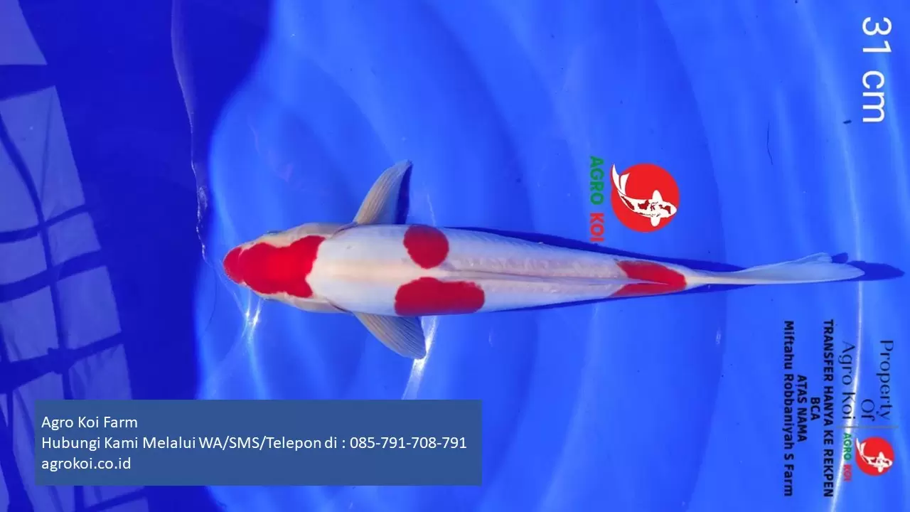 Jual Ikan Koi Kohaku Kabupaten Klungkung Terpercaya 085-791-708-791 Bergaransi