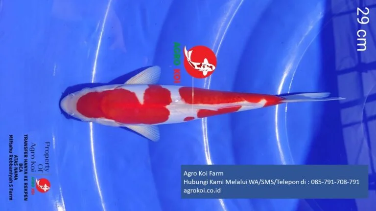 Jual Ikan Koi Kohaku Kabupaten Purbalingga Terpercaya 085-791-708-791 Bergaransi