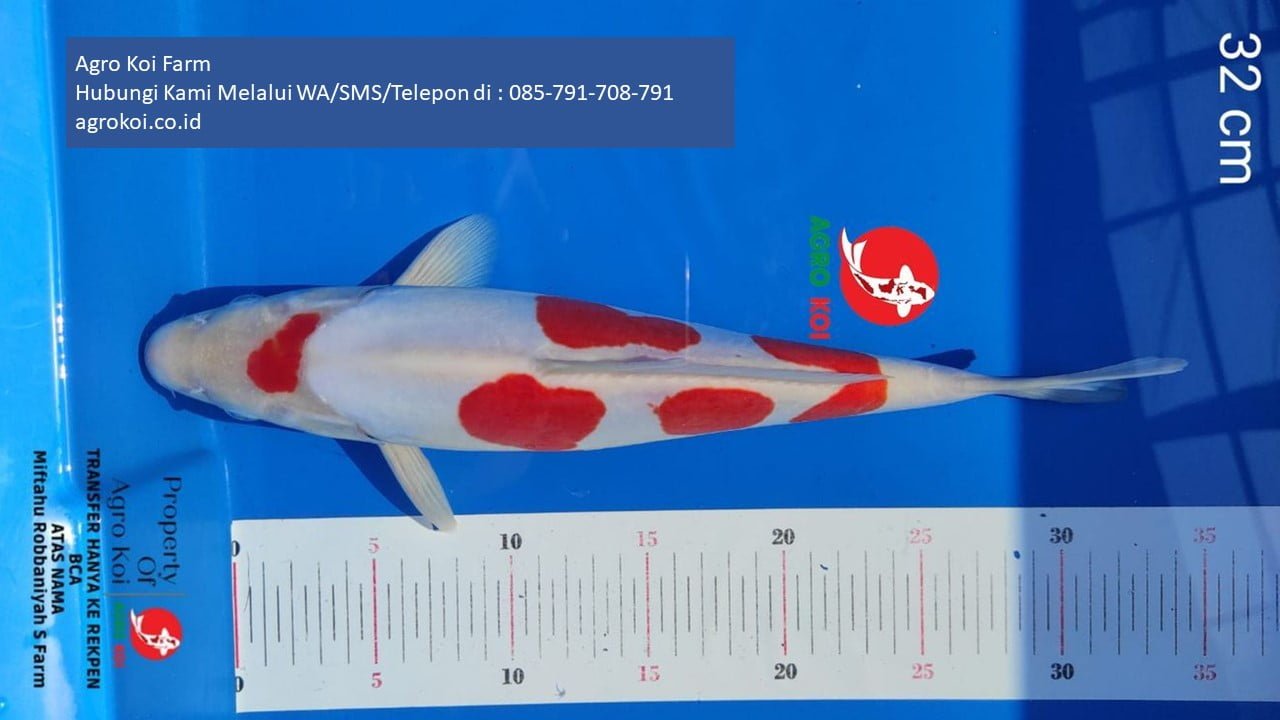 Jual Ikan Koi Kohaku Kota Administrasi Jakarta Utara Terpercaya 085-791-708-791 Bergaransi