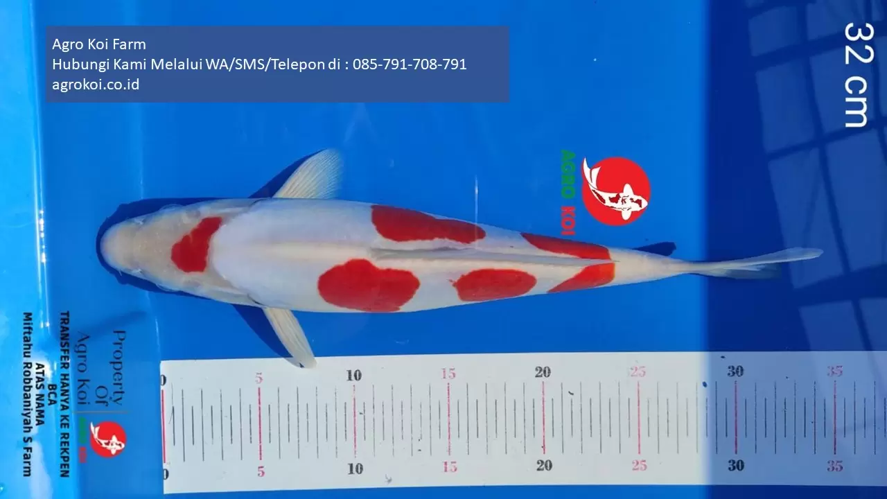 Jual Ikan Koi Kohaku Kota Denpasar Terpercaya 085-791-708-791 Bergaransi