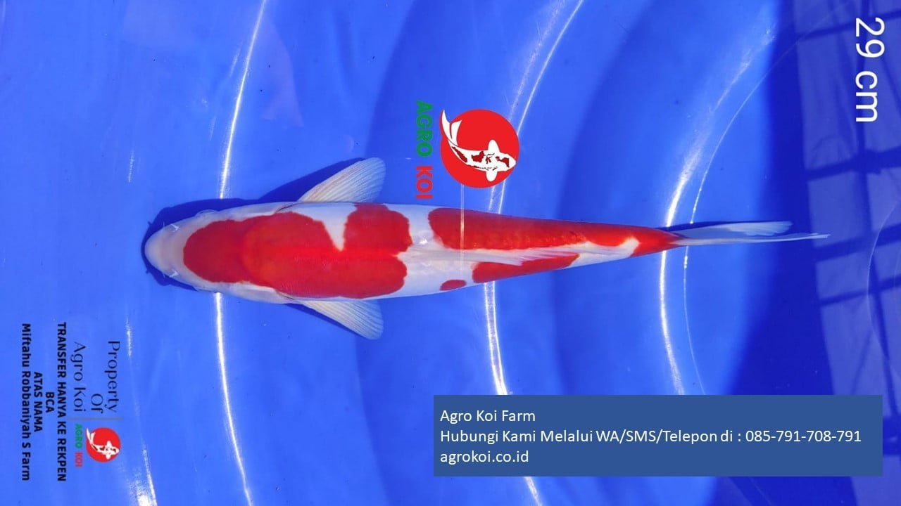 Jual Ikan Koi Kohaku Kota Surakarta Terpercaya 085-791-708-791 Bergaransi