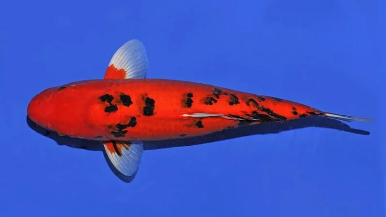 Jua Ikan Koi Bekko