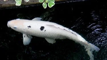 Ikan Koi Bekko