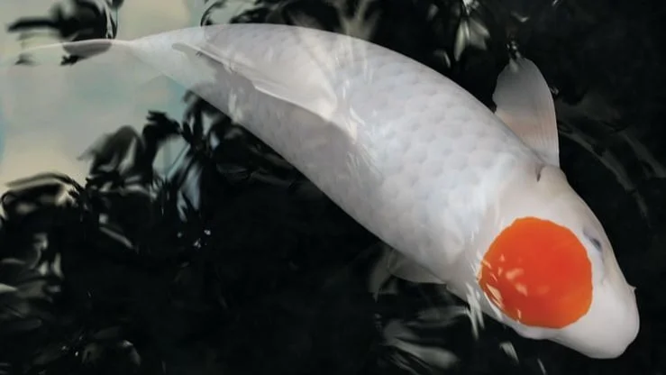 Ikan Koi Tancho