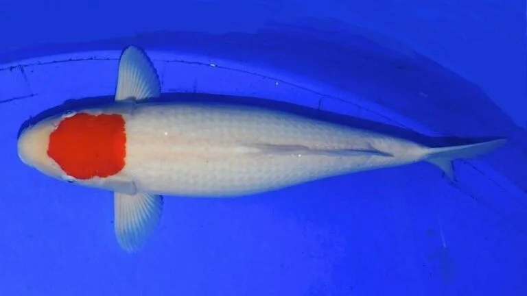 Jual Ikan Koi Tancho