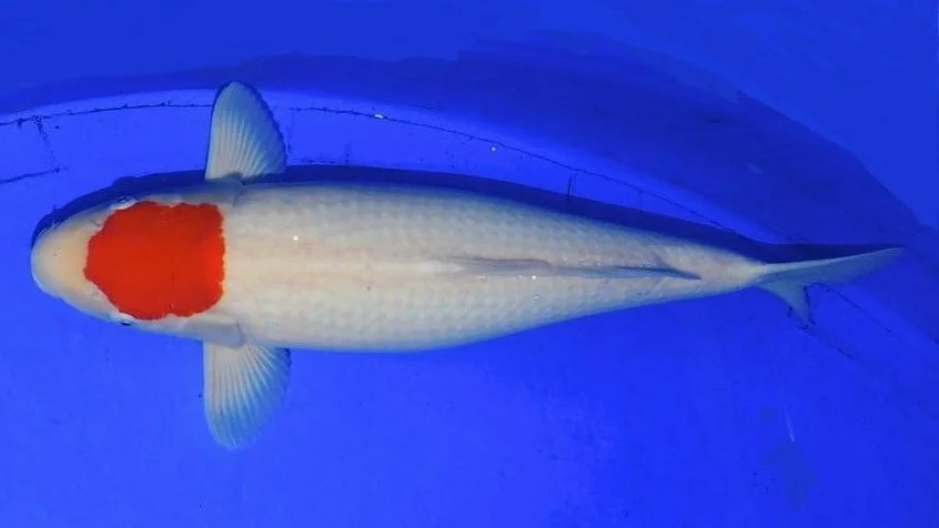 Jual Ikan Koi Tancho