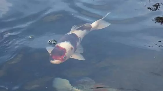 Ikan Koi Goromo