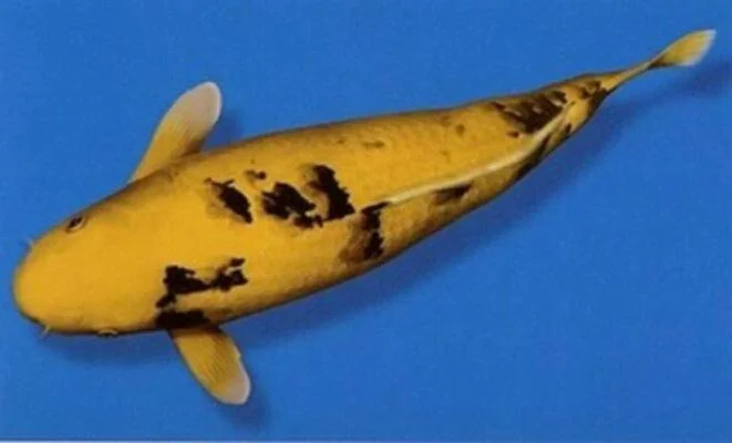 Ikan Koi Ki Bekko