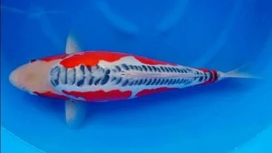 Jual Ikan Koi Shusui