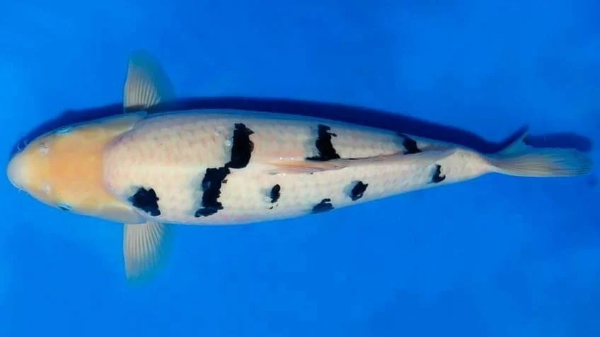Ikan Koi Shiro Bekko