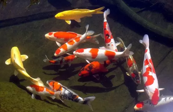 Fakta Ikan Koi
