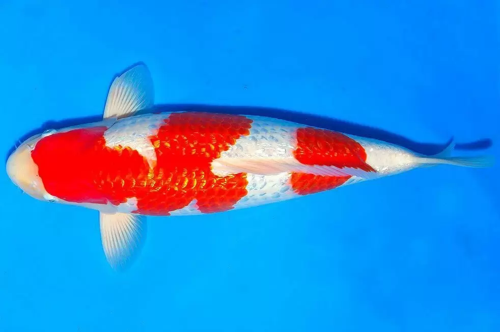 Jual Ikan Koi Terjangkau di Malang