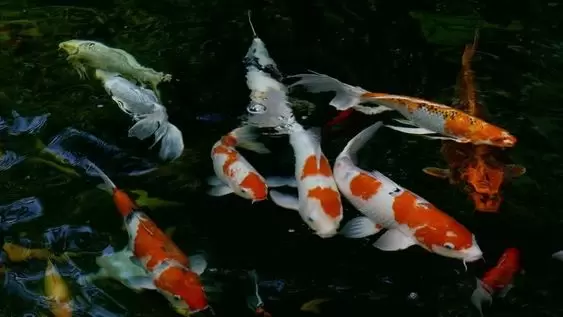 Jual Ikan Koi