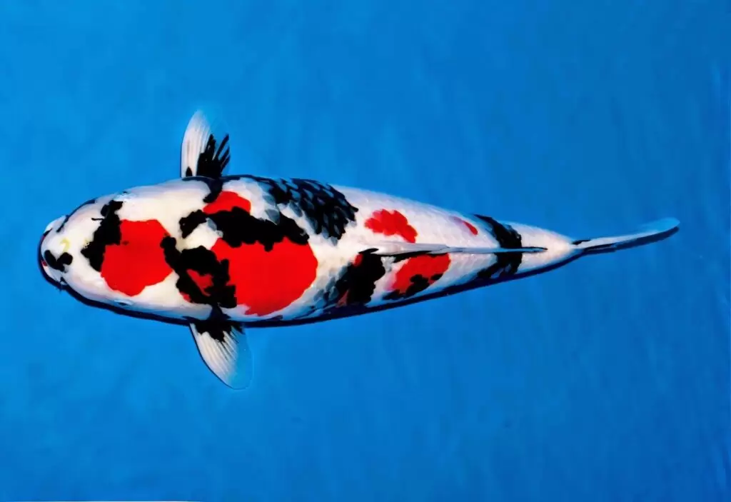 Jual Ikan Koi Terjangkau di Malang