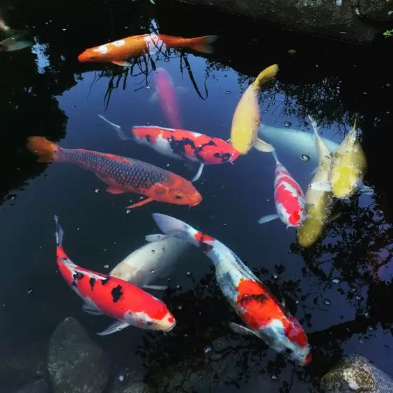 Ikan Koi
