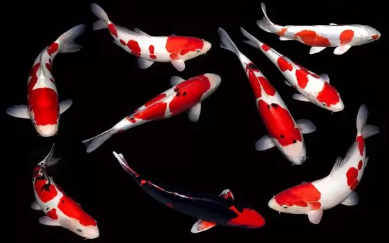 jual ikan koi grade a