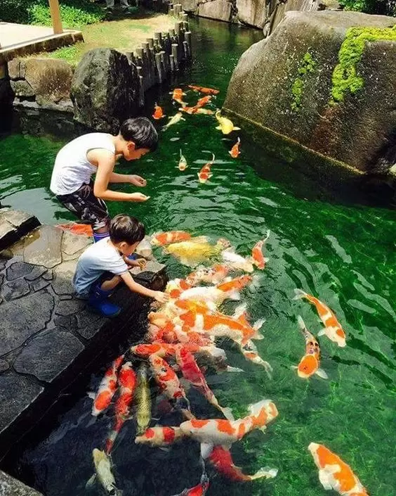 Ikan Koi Sebagai Pendidikan Anak