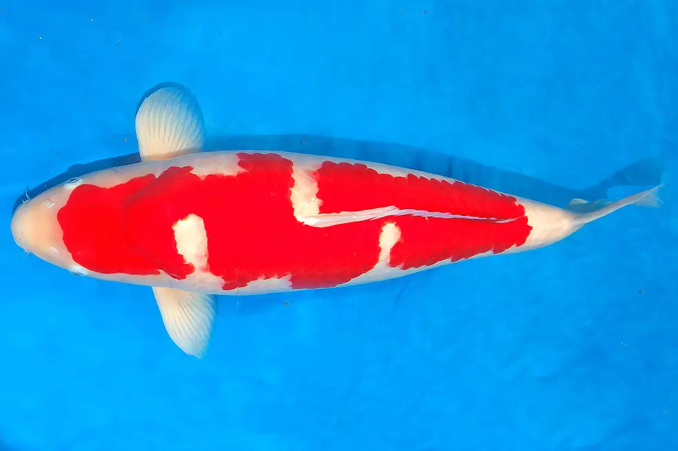 Ikan Koi