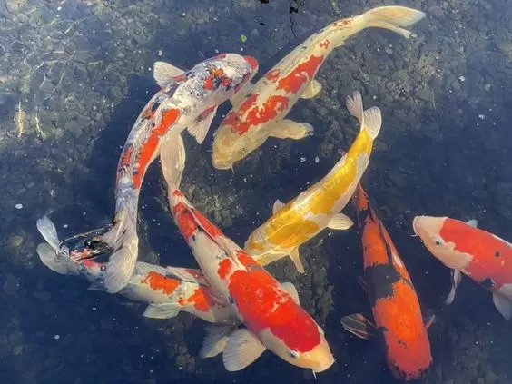 Jual Ikan Koi Terjangkau di Malang