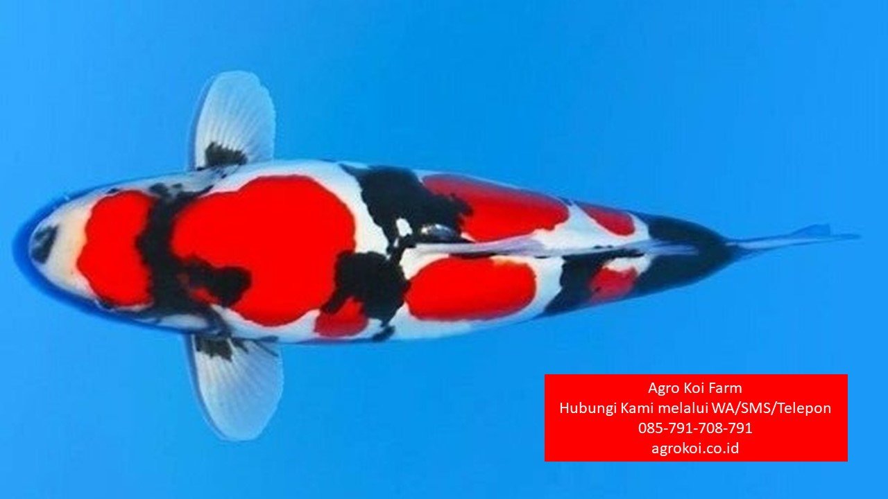 Jual Ikan Koi Showa Kabupaten Kebumen Terpercaya 085-791-708-791 Bergaransi