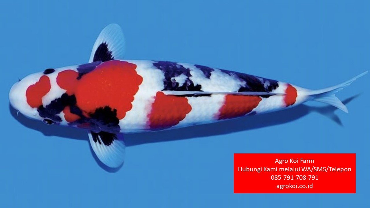 Jual Ikan Koi Showa Kabupaten Magelang Terpercaya 085-791-708-791 Bergaransi