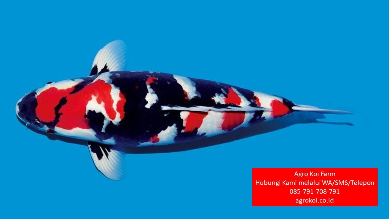 Jual Ikan Koi Showa Kabupaten Wonogiri Terpercaya 085-791-708-791 Bergaransi