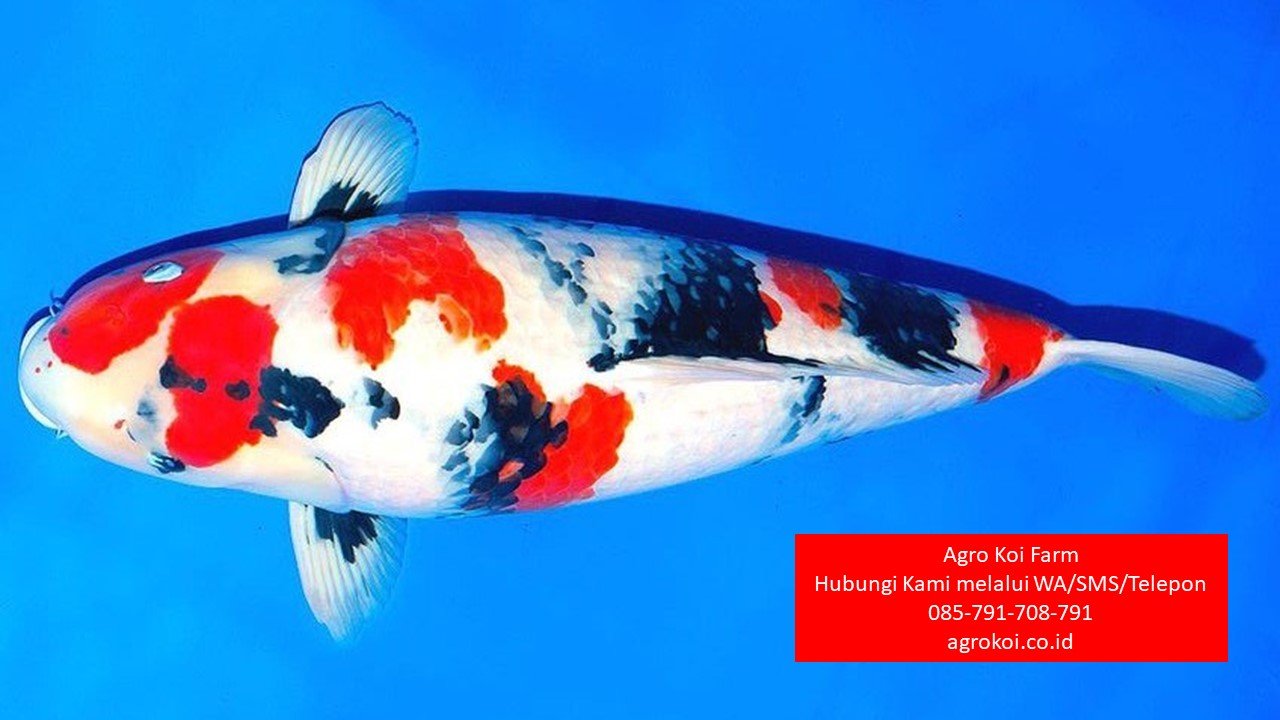 Jual Ikan Koi Showa Kota Kediri Terpercaya 085-791-708-791 Bergaransi