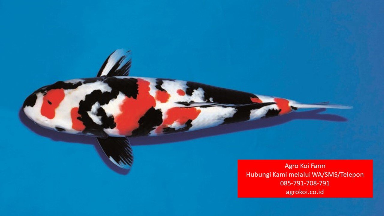 Jual Ikan Koi Showa Kota Surabaya Terpercaya 085-791-708-791 Bergaransi