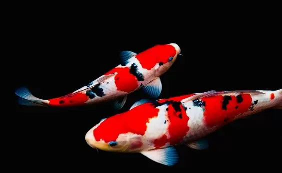 Pusat Jual Ikan Koi Terbesar di Denpasar