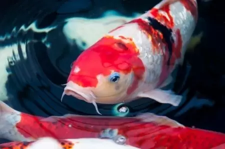 Sejarah Ikan Koi