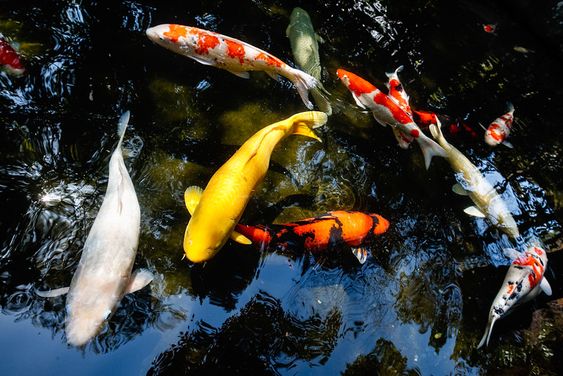 Sentra Jual Ikan Koi Lokal Terbesar di Medan