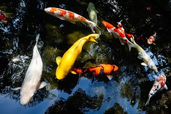 Sentral Jual Ikan Koi Terpercaya di Salatiga